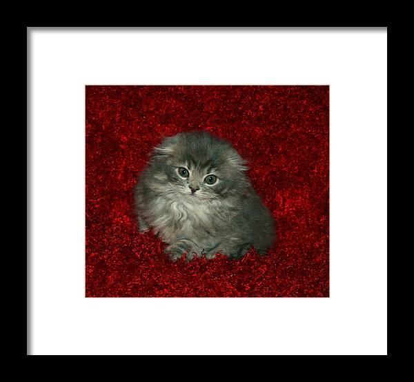 Scottish Fold Framed Print featuring the pyrography December 2007 by Robert Morin
