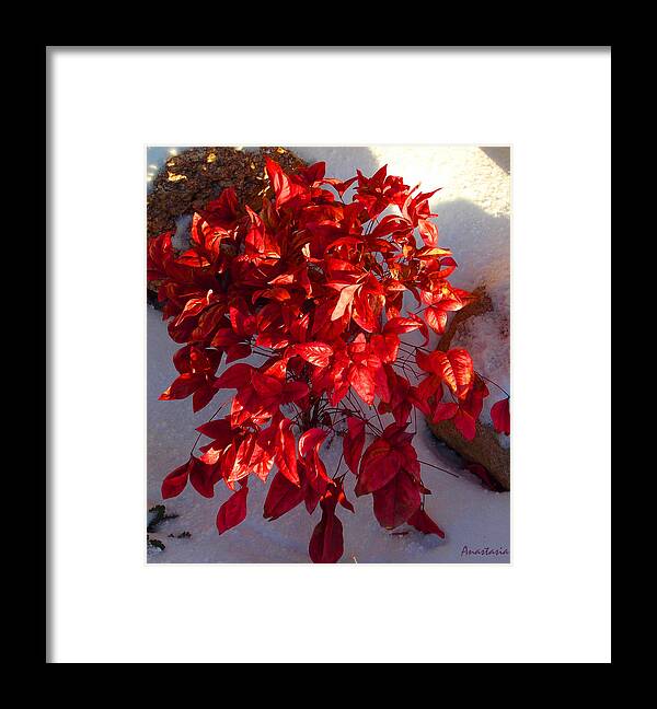 Red Bush Framed Print featuring the photograph December Burning Bush by Anastasia Savage Ealy