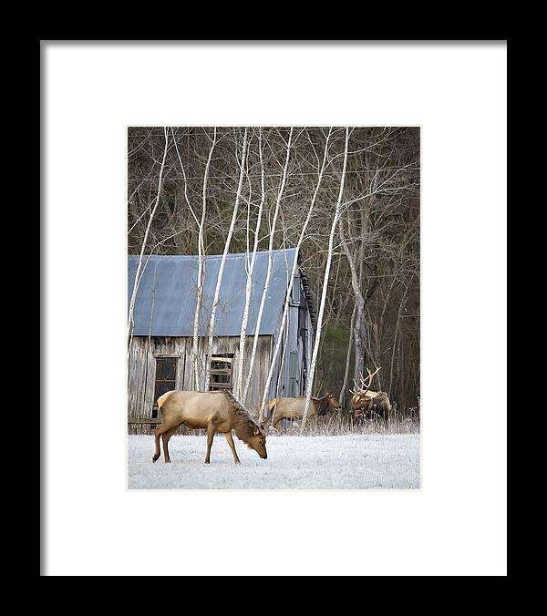 Elk Framed Print featuring the photograph December Elk in Lost Valley by Michael Dougherty