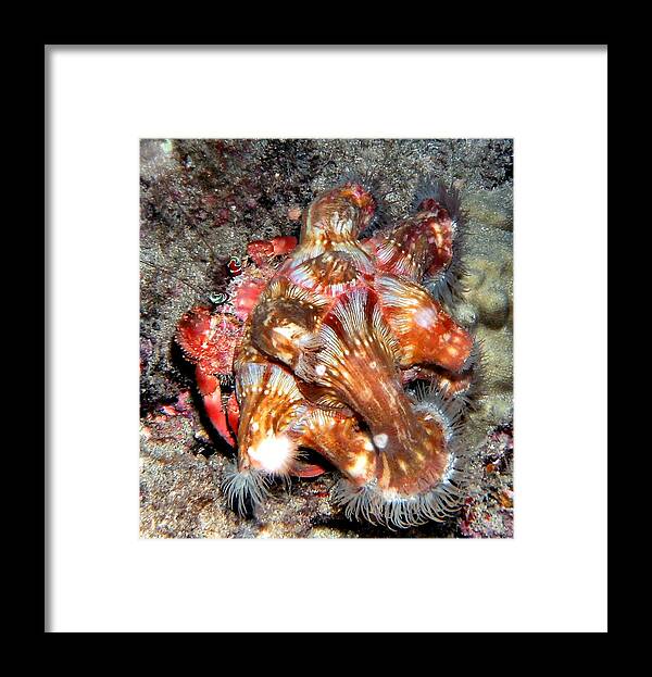 Crab Framed Print featuring the photograph Decorator Crab by Amy McDaniel