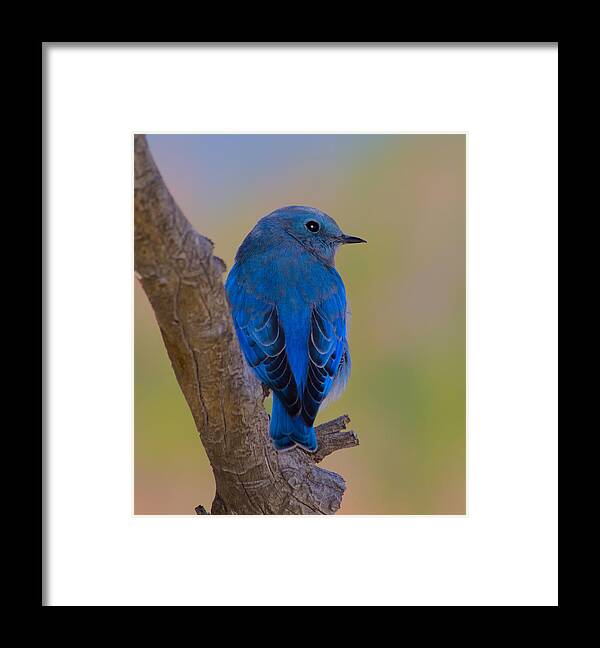 Bluebird Framed Print featuring the photograph Deep Blue by Shane Bechler