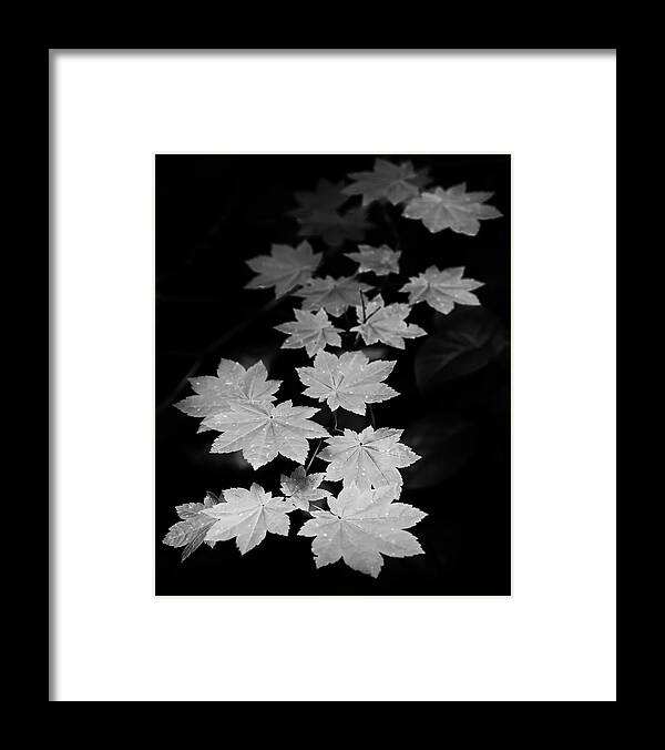 Canon Framed Print featuring the photograph Deep Forest Maple by Jon Ares