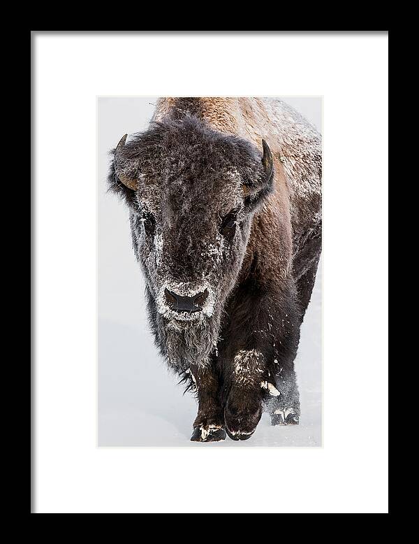 Bison Framed Print featuring the photograph Deep Freeze by Sandy Sisti