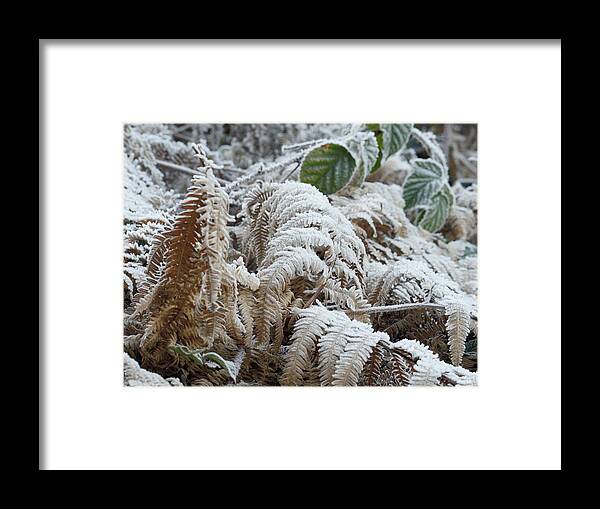 Frost Framed Print featuring the photograph Deep Frost On Ferns by Adrian Wale