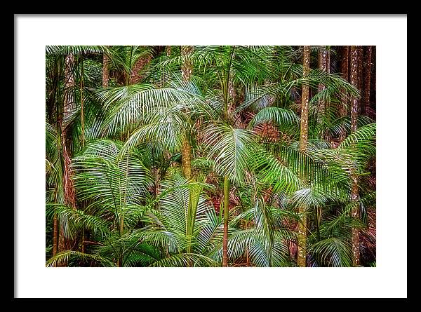Web-portfolios Framed Print featuring the photograph Deep in the Forest, Tamborine Mountain by Dave Catley