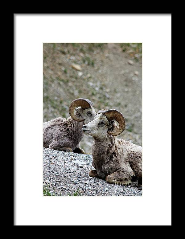 Mammals Framed Print featuring the photograph Deep in Thought by Alyce Taylor