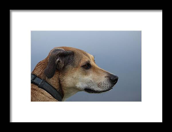 Dogs Framed Print featuring the photograph Deep In Thought by Tim Kuret