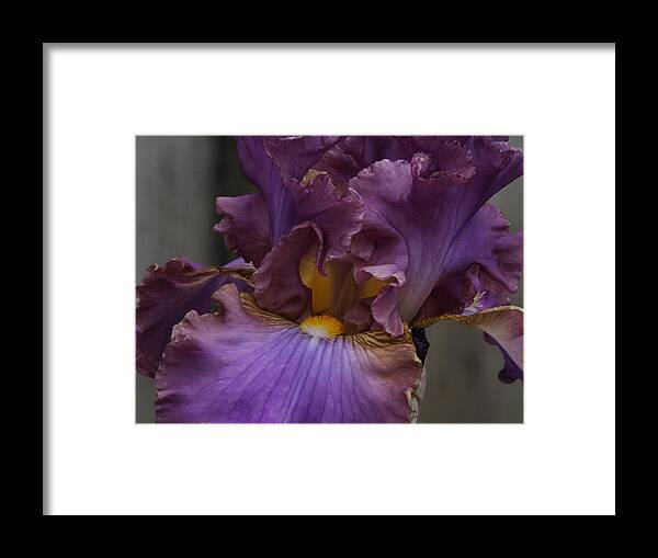 Botanical Framed Print featuring the photograph Look Into My Iris by Richard Thomas