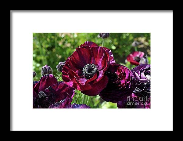 Fuchsia Framed Print featuring the photograph Deep Ranunculus by Bridgette Gomes