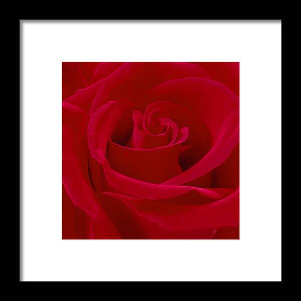 Red Rose Framed Print featuring the photograph Deep Red Rose by Mike McGlothlen
