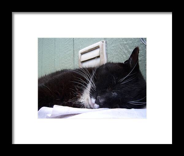 Cat Framed Print featuring the photograph Deep Sleep by Ken Day