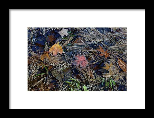 Pond Framed Print featuring the photograph Deep Within by Kathi Mirto