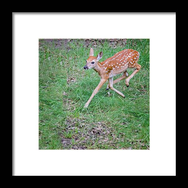 Fawn Framed Print featuring the photograph Deer Dance by Peg Runyan