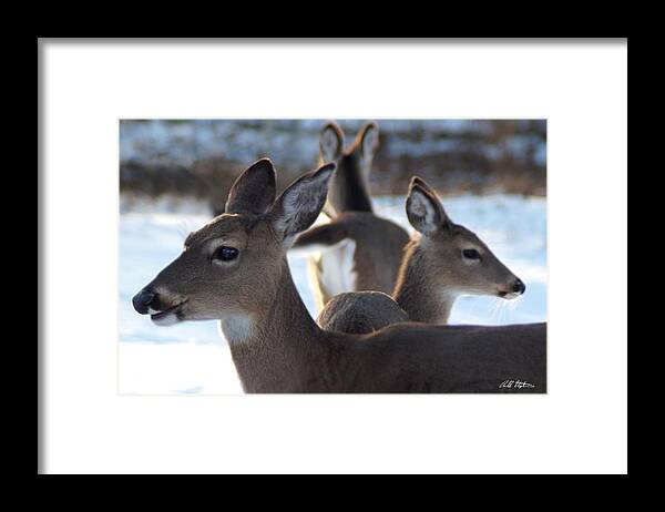 Deer Framed Print featuring the photograph Deer Family by Bill Stephens