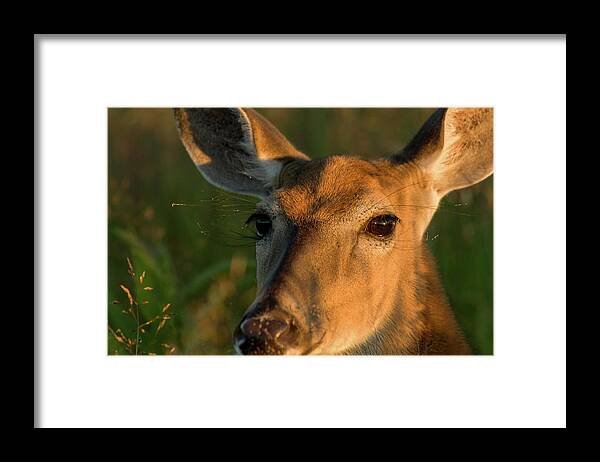 Landscape Framed Print featuring the photograph Deer Head Shot by Louis Dallara
