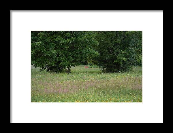 Lise Winne Framed Print featuring the photograph Deer in a Meadow at Dawn by Lise Winne