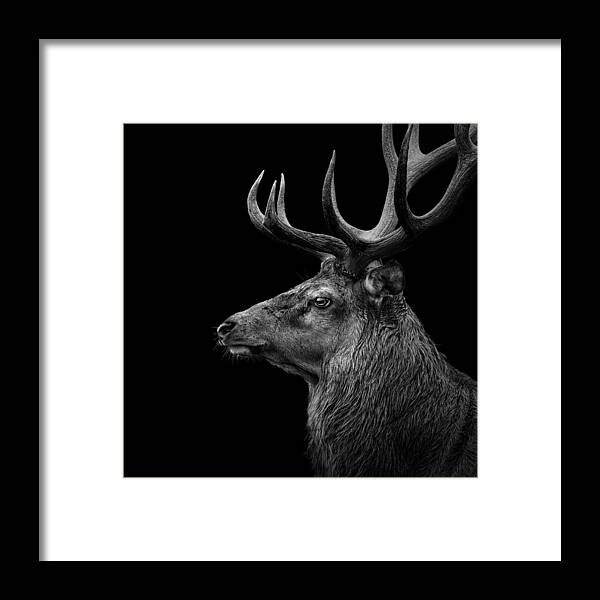 Deer Framed Print featuring the photograph Deer In Black And White by Lukas Holas