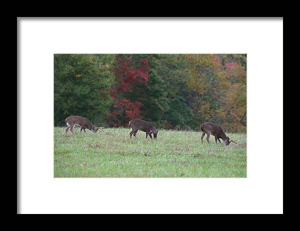 Deer Framed Print featuring the photograph Deer in the Fall by James Jones