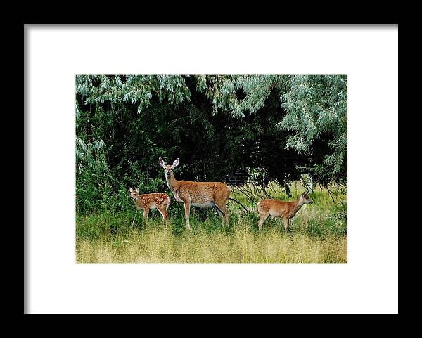 White Tail Deer Framed Print featuring the photograph Deer Mom by Larry Campbell