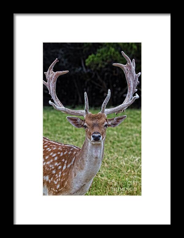Deer Framed Print featuring the photograph Deer Portrait V3 by Douglas Barnard