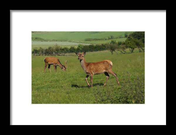 Deer Framed Print featuring the photograph Deers on a hill pasture. by Elena Perelman