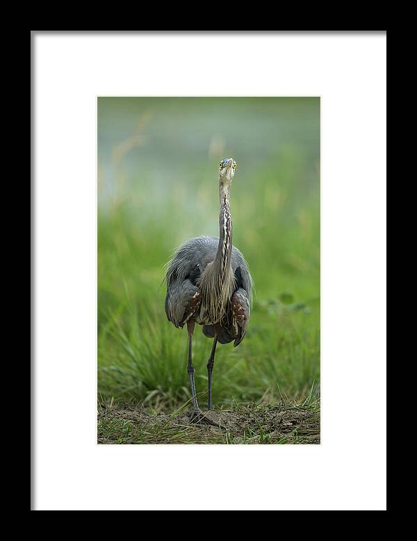 Heron Framed Print featuring the photograph Defensive Great Blue Heron by Angie Vogel