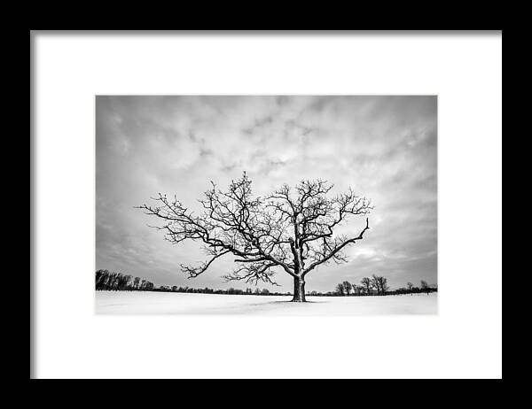 Monochrome Framed Print featuring the photograph Delaware Park Winter Oak by Chris Bordeleau