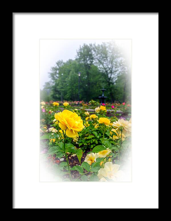 Delaware Park Rose Garden Framed Print featuring the photograph Delaware Park Yellow Roses by Chris Bordeleau