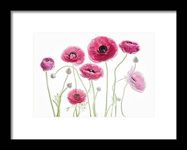 Ranunculus Framed Print featuring the photograph Delicate Arrangement by Rebecca Cozart