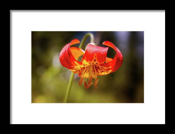Lilium Framed Print featuring the photograph Delicate Beauty by Marnie Patchett
