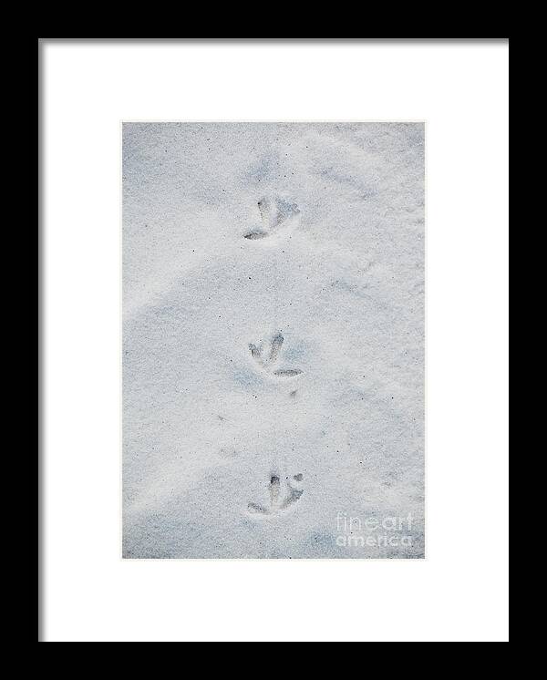Tracks Framed Print featuring the photograph Delicate Bird Tracks in Powder Sand Destin Florida by Shawn O'Brien