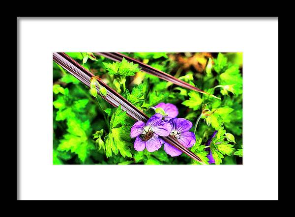 Flowers Framed Print featuring the photograph Delicate Chopsticks by Cate Franklyn