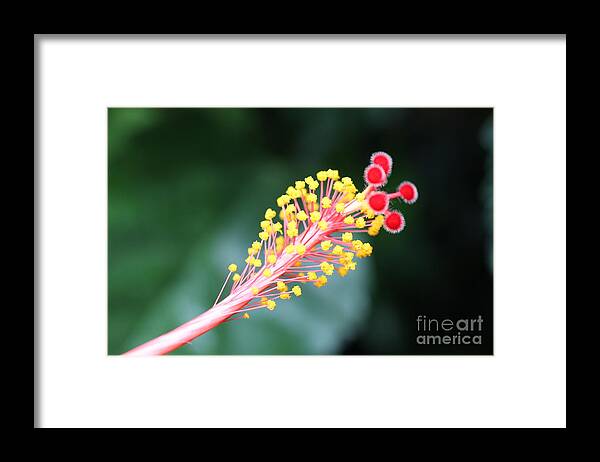  Framed Print featuring the photograph Delicate by Diane Lesser