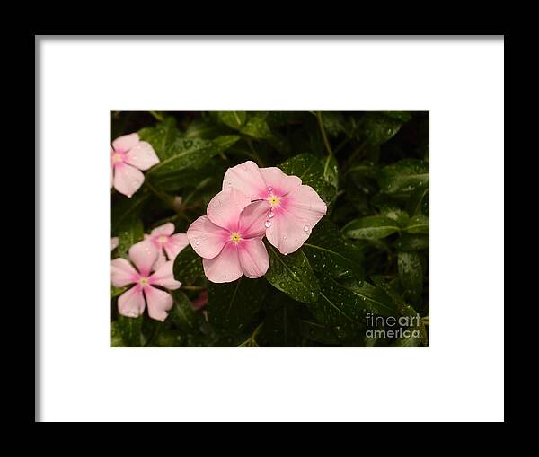 Flowers In Rain Framed Print featuring the photograph Delicate Drops of Rain by Miriam Danar