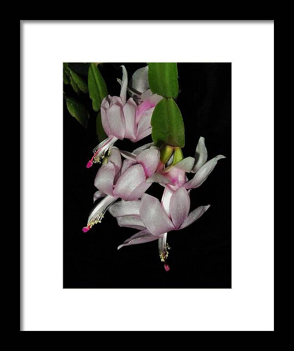 Christmas Cactus Framed Print featuring the photograph Delicate Floral Dance by Sharon Ackley