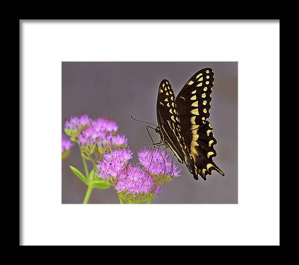 Butterfly Framed Print featuring the photograph Delicate Nature by Mike Covington