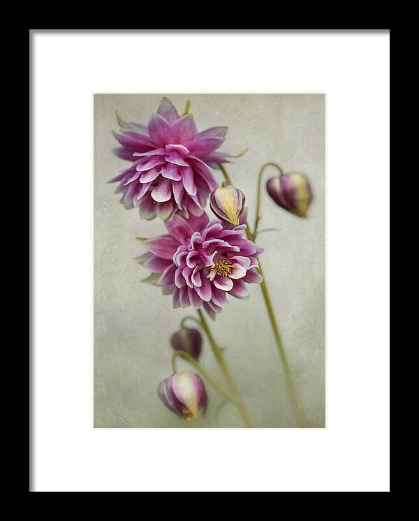 Colorful Framed Print featuring the photograph Delicate pink columbine by Jaroslaw Blaminsky