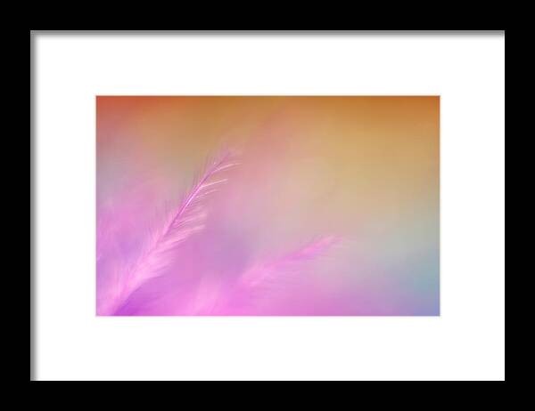Scott Norris Photography Framed Print featuring the photograph Delicate Pink Feather by Scott Norris