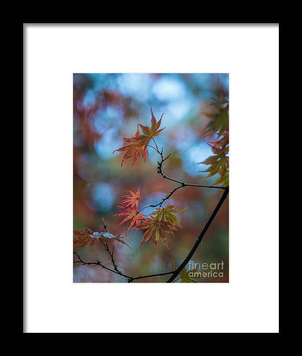 Leaves Framed Print featuring the photograph Delicate Signs of Autumn by Mike Reid