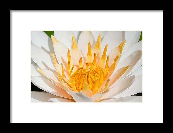 Water Lilly Framed Print featuring the photograph Delicate Touch by Az Jackson
