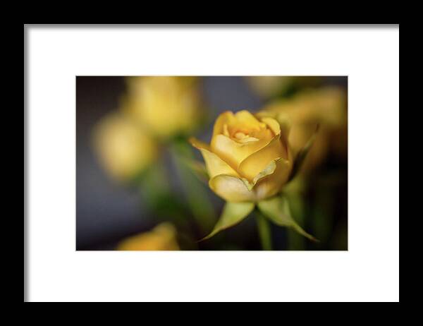 Terry D Photography Framed Print featuring the photograph Delicate Yellow Rose by Terry DeLuco