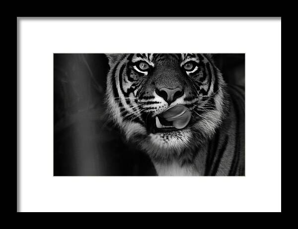 Tiger Framed Print featuring the photograph Delicious by Miroslava Jurcik