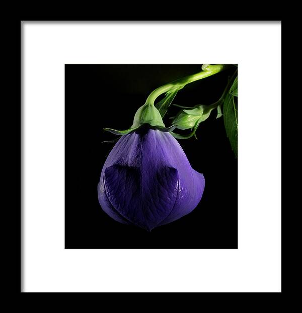 Purple Framed Print featuring the photograph Delight by Robert Och