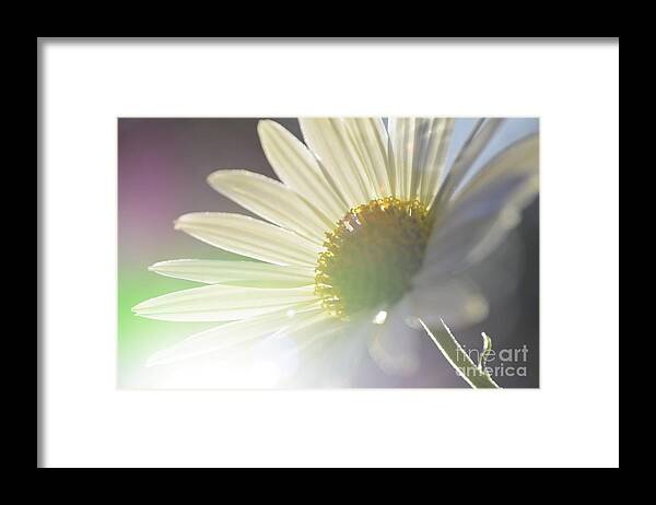 Daisy Framed Print featuring the photograph Delightful Radiance by Kelly Nowak