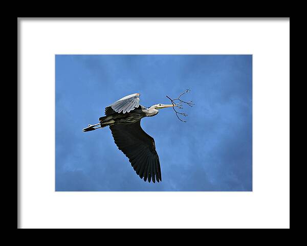 Great Blue Heron Framed Print featuring the photograph Delivery by Fraida Gutovich