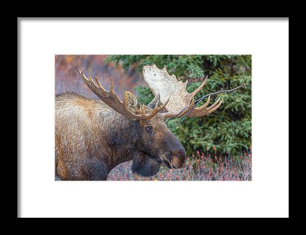 Porcupine Framed Print featuring the photograph Denali's King by Kevin Dietrich