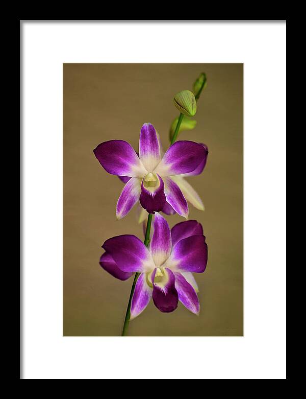 Flamingo Gardens And Wildlife Sanctuary Framed Print featuring the photograph Dendrobium Orchids by Carol Eade