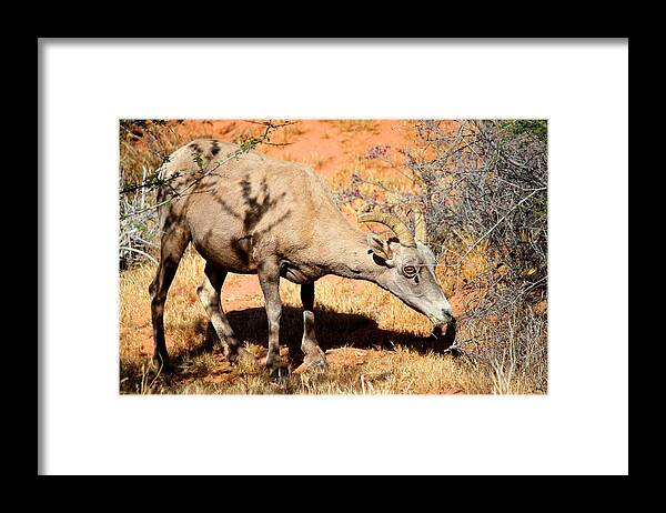 Valley Of Fire Framed Print featuring the photograph Desert BigHorn Sheep by Brook Burling