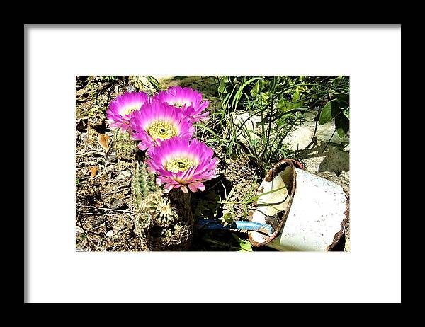Cactus Framed Print featuring the photograph Desert Blossom by Michael Dillon
