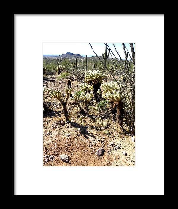 Photogaph On Paper Framed Print featuring the photograph Desert Cactus 7 by Patricia Bigelow